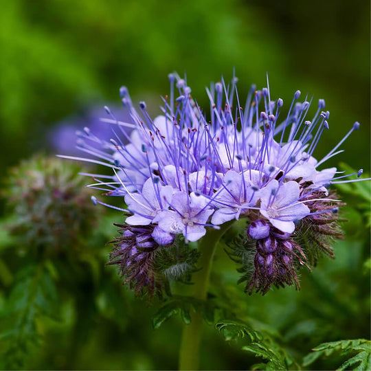 Exploring the Magic of Blue Tansy: A Guide to Incorporating It Into Your Skincare Routine