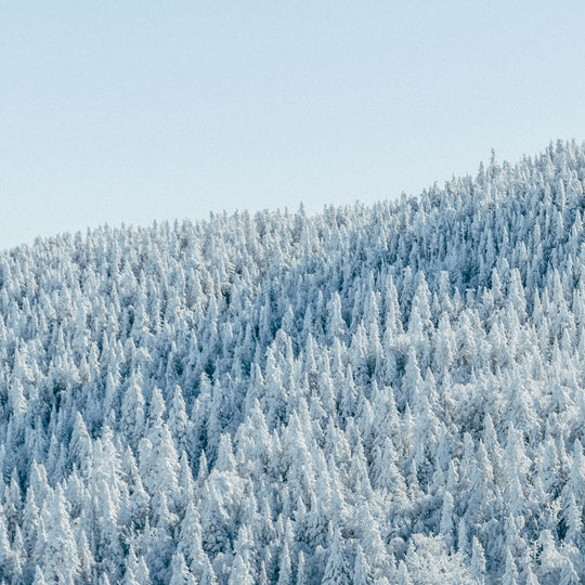 Embracing Winter: A Guide to Hibernate and Recharge for the Year Ahead